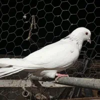 کفتر کبوتر|پرنده|مشگین شهر, |دیوار