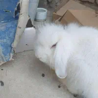 خرگوش لوپ اصل