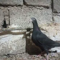 کبوتر جوجه|پرنده|برازجان, |دیوار