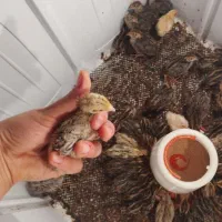 بلدرچین 1 تا 17 روزه|حراج|تالش, تالش|دیوار