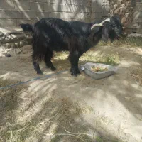 گوسفند تروشت گتاچ ماده