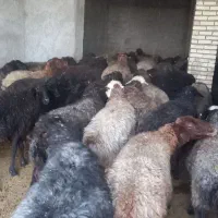 فروش میش داشتی|حیوانات مزرعه|مهدی شهر, |دیوار