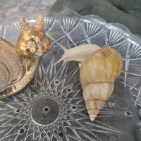 حلزون پرورشی آفریقایی آچاتینا جهت زیبایی پوست|خزنده|اهواز, کوروش|دیوار