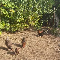 ۴ عدد مرغ تخم گذار یک خروس|حیوانات مزرعه|مرزنآباد, |دیوار