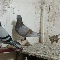 کفتر آلمانی