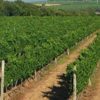 باغبانی|خدمات باغبانی و درختکاری|ارومیه, |دیوار