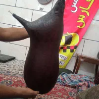 نی انبان نی جفتی