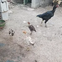 مرغ لاری (رودان)