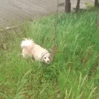 سگ پامرمیکس