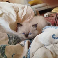 بچه گربه خاص|گربه|تهران, جوادیه تهرانپارس|دیوار