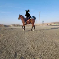 نریون پر خون نجیب