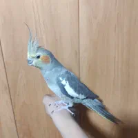 عروس هلندی|پرنده|فولادشهر, A3|دیوار