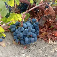 انگور شانی درجه یک دیم دیم
