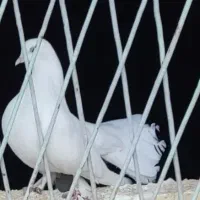 کفتر نر دم چتری معاوضه با ماده