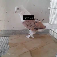 کبوتر شازده وپشتار