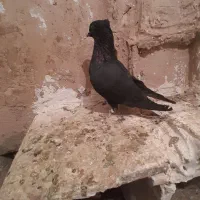 کفتر پرشی|پرنده|نیشابور, مازول|دیوار