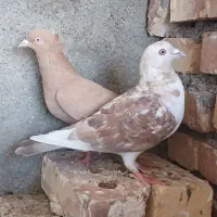 زرد کاکولی سوسکی دم سفید معاوضه با جوجه کفتر قفس