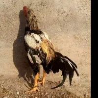 خروس لاری ۱۶ ماهه