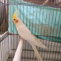 عروس هلندی