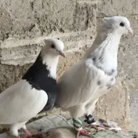 کبوتر طوقی|پرنده|بوشهر, |دیوار