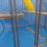 مرغ عشق سخنگو