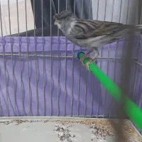 قناری نر قرص|پرنده|کرج, فاز ۲ مهرشهر|دیوار