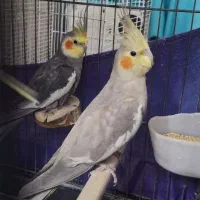 عروس هلندی مولد