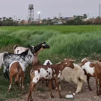 بز صلاله واهویی