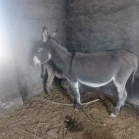 الاغ|حیوانات مزرعه|اصفهان, کشاورزی|دیوار