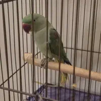 طوطی|پرنده|تهران, نصرت|دیوار