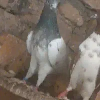 کبوتر