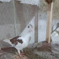 کبوتر پشت گراف نر