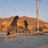 کفتر سبز پلاکی|پرنده|شیراز, کفترک|دیوار
