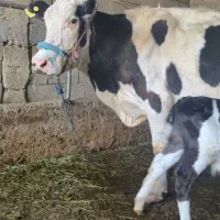 گاو شیری|حیوانات مزرعه|مسجد سلیمان, |دیوار