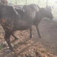 گاو حامله|حیوانات مزرعه|توتکابن, |دیوار