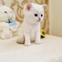 فروش گربه های وارداتی