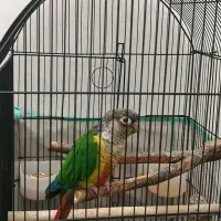 طوطی گرین چیک