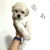 تاینی پودل عروسکی مالتیپو