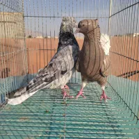 کبوتر نقش