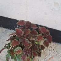 گل حسن یوسف و دیفن باخیا|گل و گیاه طبیعی|مرودشت, ژیان|دیوار