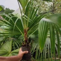 پالم فن چینی