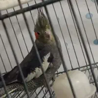 جوجه ۴ ماهه نر