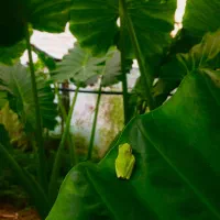 گل بابا ادم نژاد حاره ای برگ پهن( جاینت )|گل و گیاه طبیعی|نوشهر, |دیوار