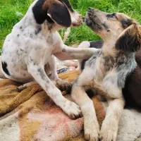 سگ شکاری عالی جفت ماده|سگ|خشکبیجار, |دیوار