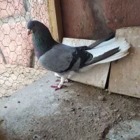 دمگیر خرقه روس