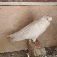 نر و ماده نوک قنار
