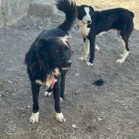 قدرجونی اصیل