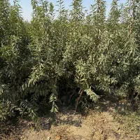 تولید نهال بادام آذر دیرگل|خدمات باغبانی و درختکاری|جوانرود, |دیوار