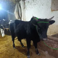 گاو نر|حیوانات مزرعه|احمدسرگوراب, |دیوار