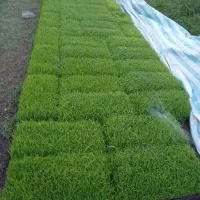 پرورش نشا برنج